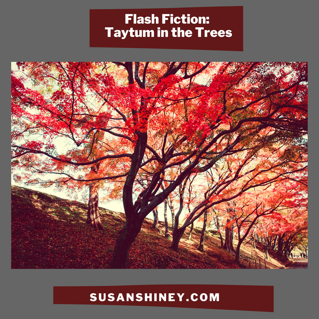 Featured-Image-Flash-fiction-short-story-taytum-in-the-trees-short-fiction-susan-shiney-adult-tree-climber-story