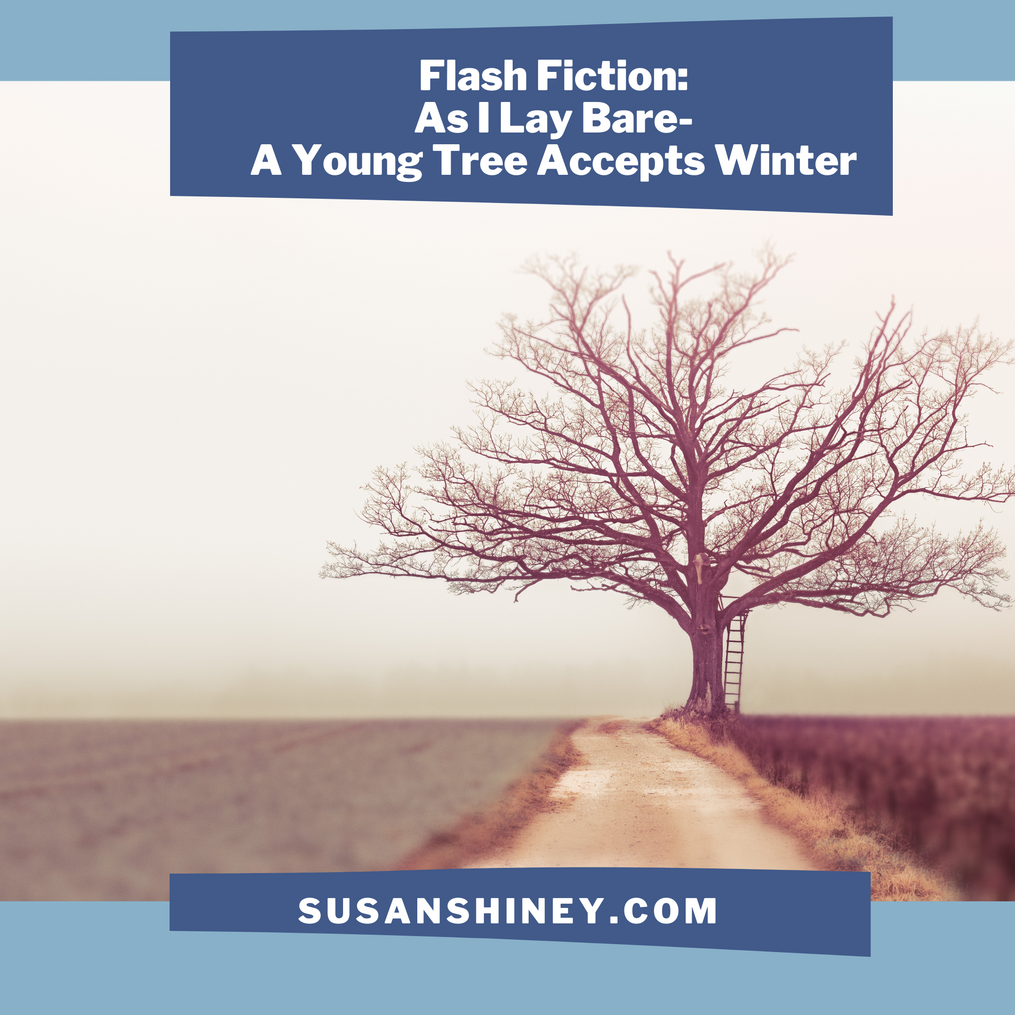 Featured-Image-Flash-Fiction-As-I-Lay-Bare-A-Young-Tree-Accepts-Winter-susan-shiney-anthropomorphic-story